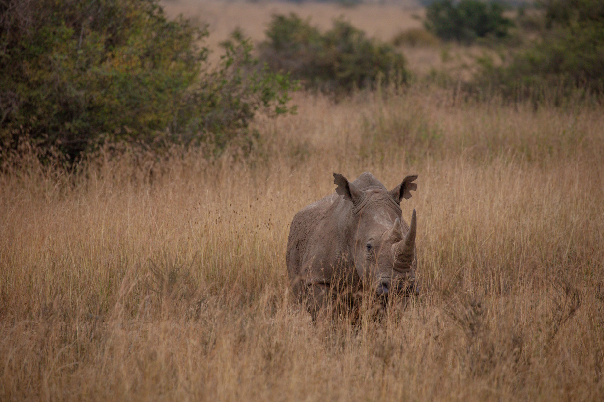 Breitmaulnashorn in der Savanne