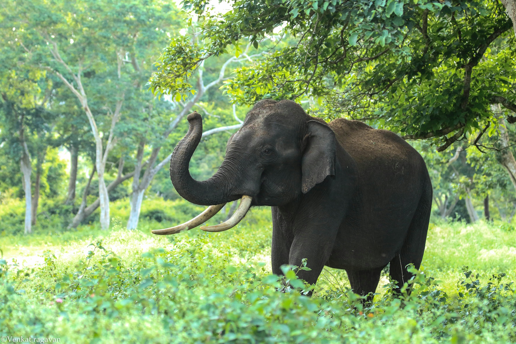 Elefant beim Fressen