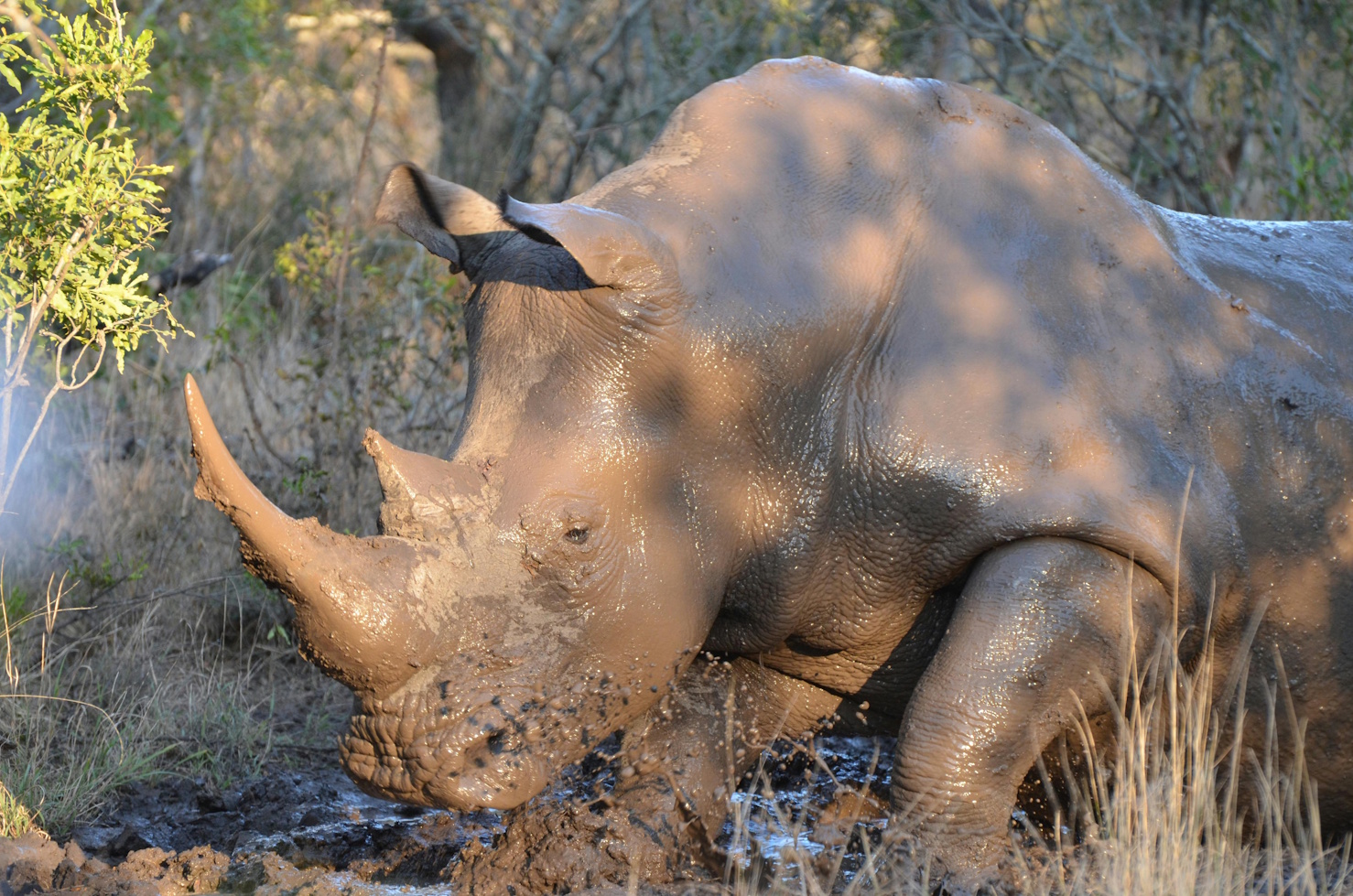 Nashorn im Schlammbad